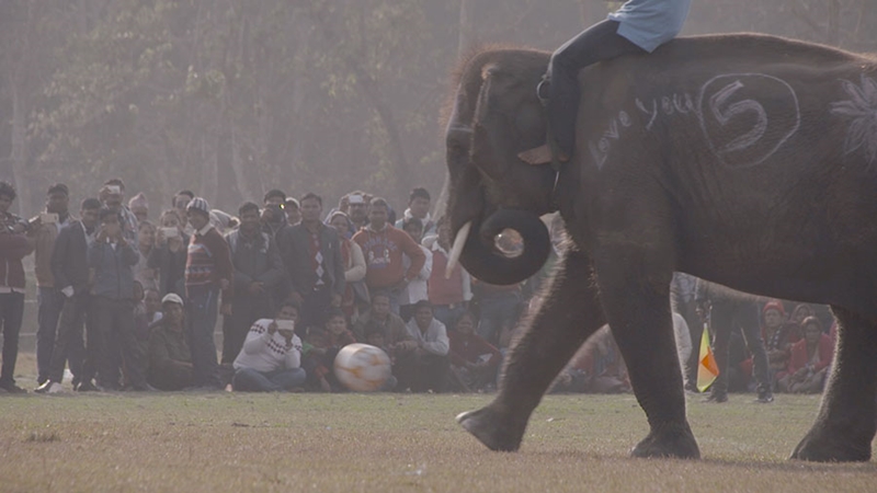 ▲ 매년 12월 네팔에서 열리는 코끼리 축제에서 코끼리들이 눈물을 흘리며 축구하는 모습. 사진=엘리펀트보이 갈무리
