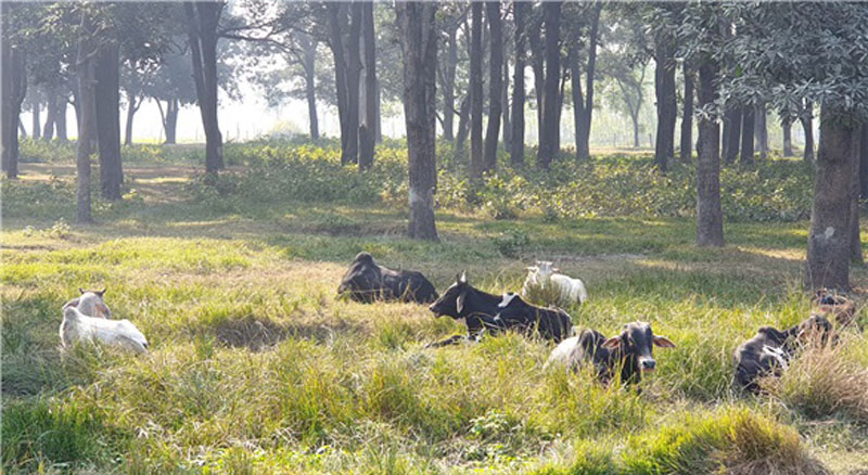 ▲ 마을 숲속에서 소들이 한가롭게 쉬고 있다. 사진=이원영