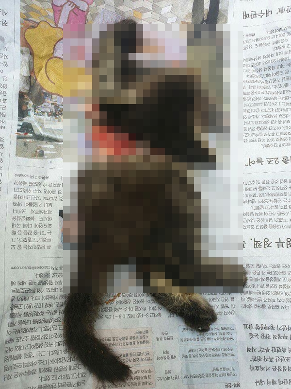 ▲ 부산 사하구 한 아파트에서 발견된 고양이. 사진=부산동물사랑길고양이보호연대 제공