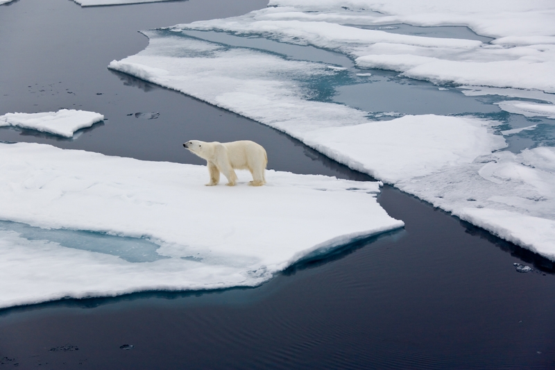 ▲지구온난화로 빙하가 녹는다. 북금곰은 갈 곳을 찾아 헤맨다. ⓒgettyimagesbank