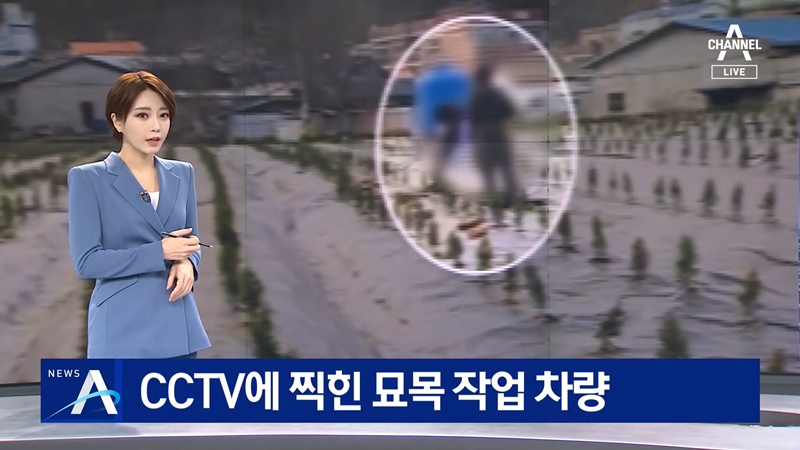 ▲지난 10일 채널A 메인뉴스 ‘뉴스A’는 “CCTV에 찍힌 묘목 작업 차량”이라는 제목의 리포트를 보도했다. YTN 기자들을 ‘묘목 심는 사람들’이라고 오인한 채널A는 결국 리포트를 삭제했다. 사진=삭제된 채널A 리포트화면 갈무리.
