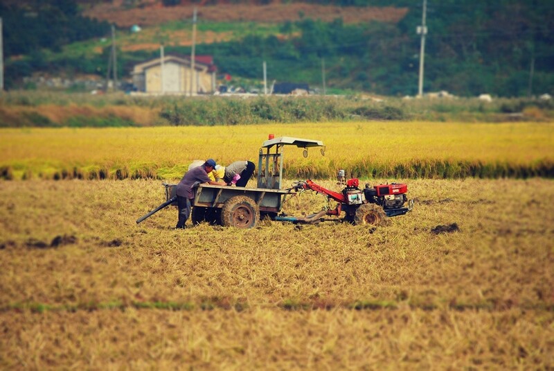 ▲ 농사를 짓고 있는 농민들 모습. 사진=pixabay