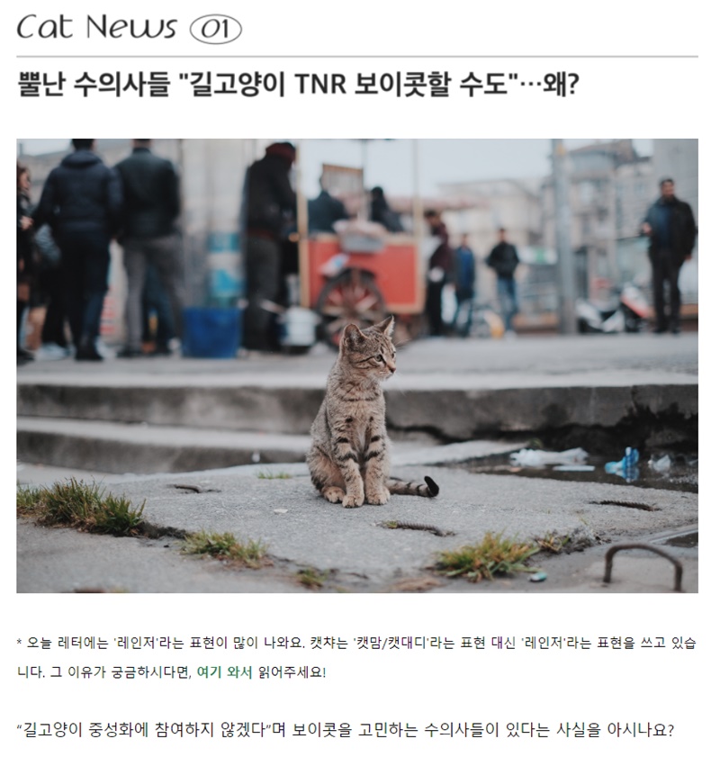 ▲길고양이 관련 전문지식을 알려주는 ‘캣뉴스’.