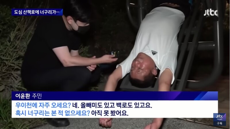 ▲JTBC 밀착카메라 "너구리를 만나면 도망가라"…서울 도심 '너구리 습격사건' 기사 갈무리. 