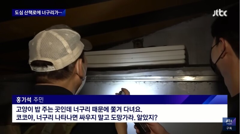 ▲JTBC 밀착카메라 "너구리를 만나면 도망가라"…서울 도심 '너구리 습격사건' 기사 갈무리. 