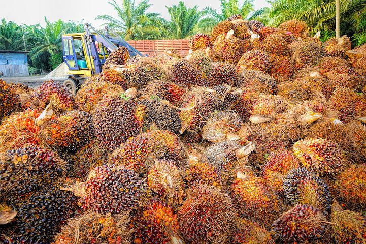 ▲팜 농장에서 팜 열매가 쌓여있는 모습. 사진=Pixabay