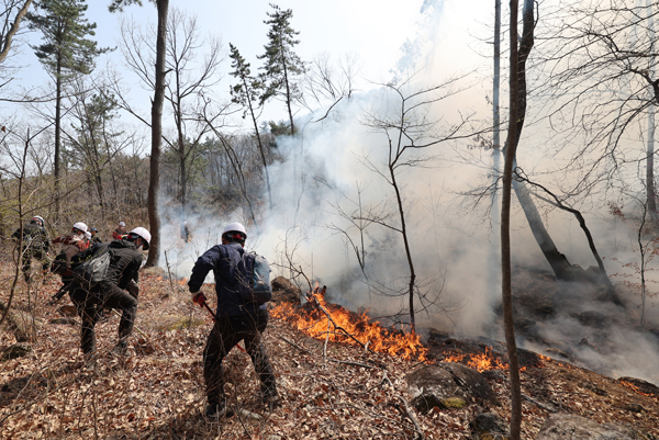 ▲ 울산광역시 울주군 온양읍 산불 닷새째인 3월26일 공무원들이 방화선을 구축하고 있다. ⓒ연합뉴스
